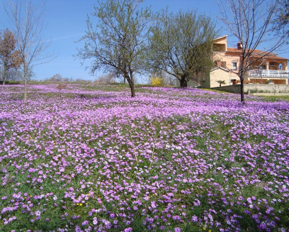Apartments Alice Green Oasis - Poreč Rum bild