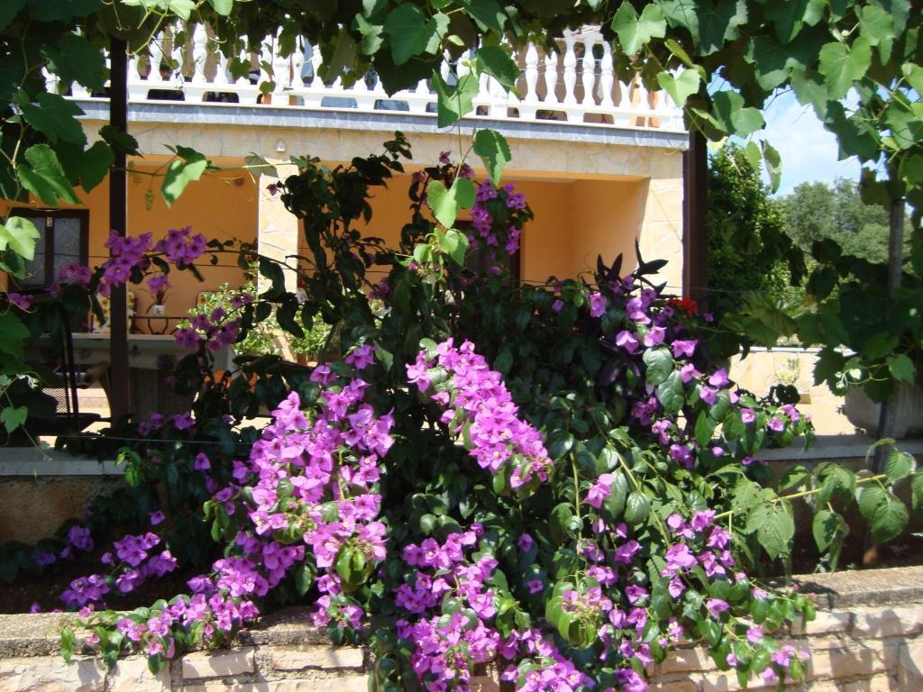 Apartments Alice Green Oasis - Poreč Rum bild
